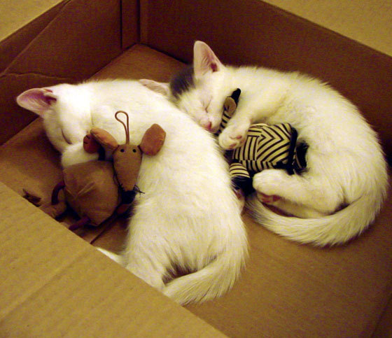 开云体育网址-中国足球职业联赛赞助合作协议签订，中国足协 赞助商