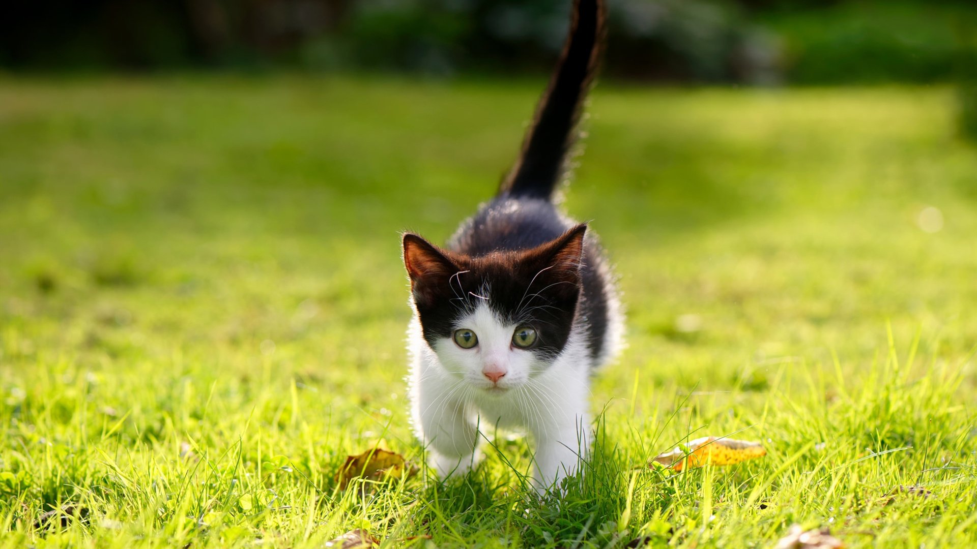 开云体育在线官网-乌干达女篮在非洲锦标赛中奋勇崛起，期待佳绩不断刷新，乌干达篮球比赛