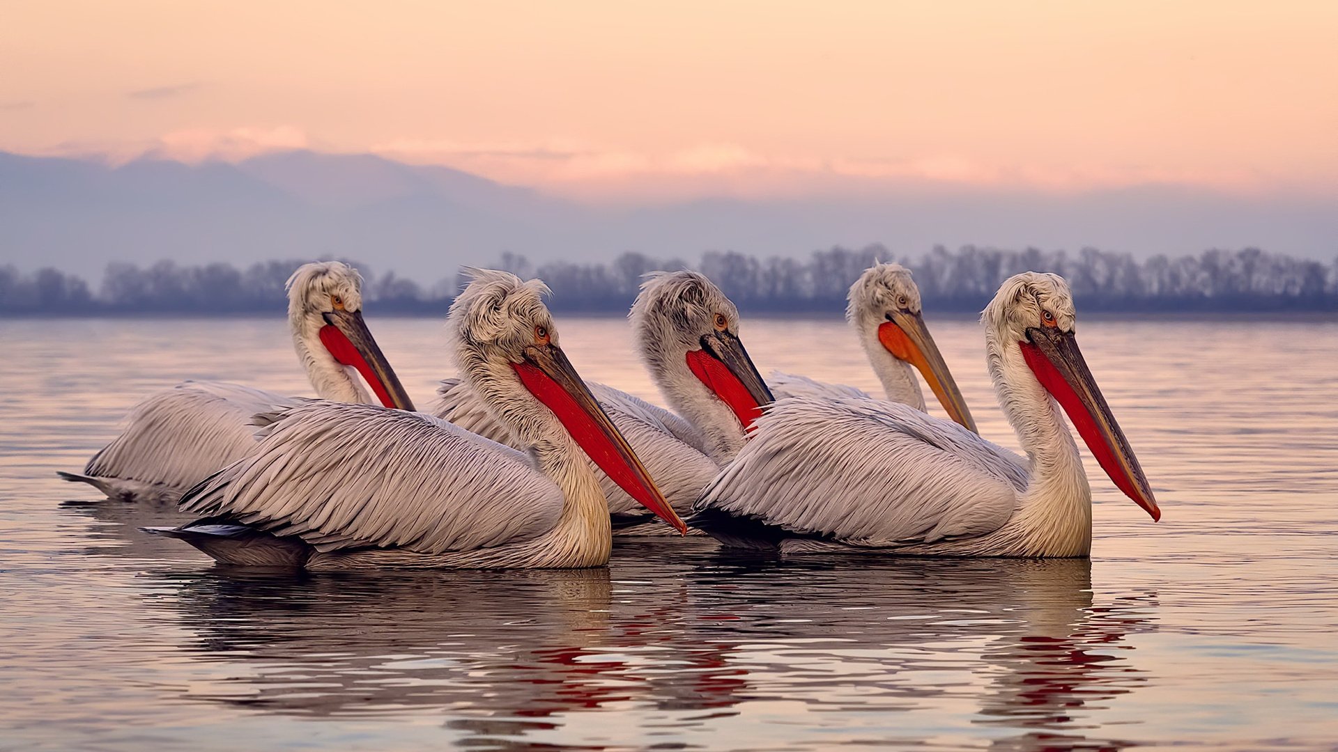 开云官方网-乌拉圭女篮在南美锦标赛中表现出色，迈向更高的国际舞台，乌拉圭美女球迷