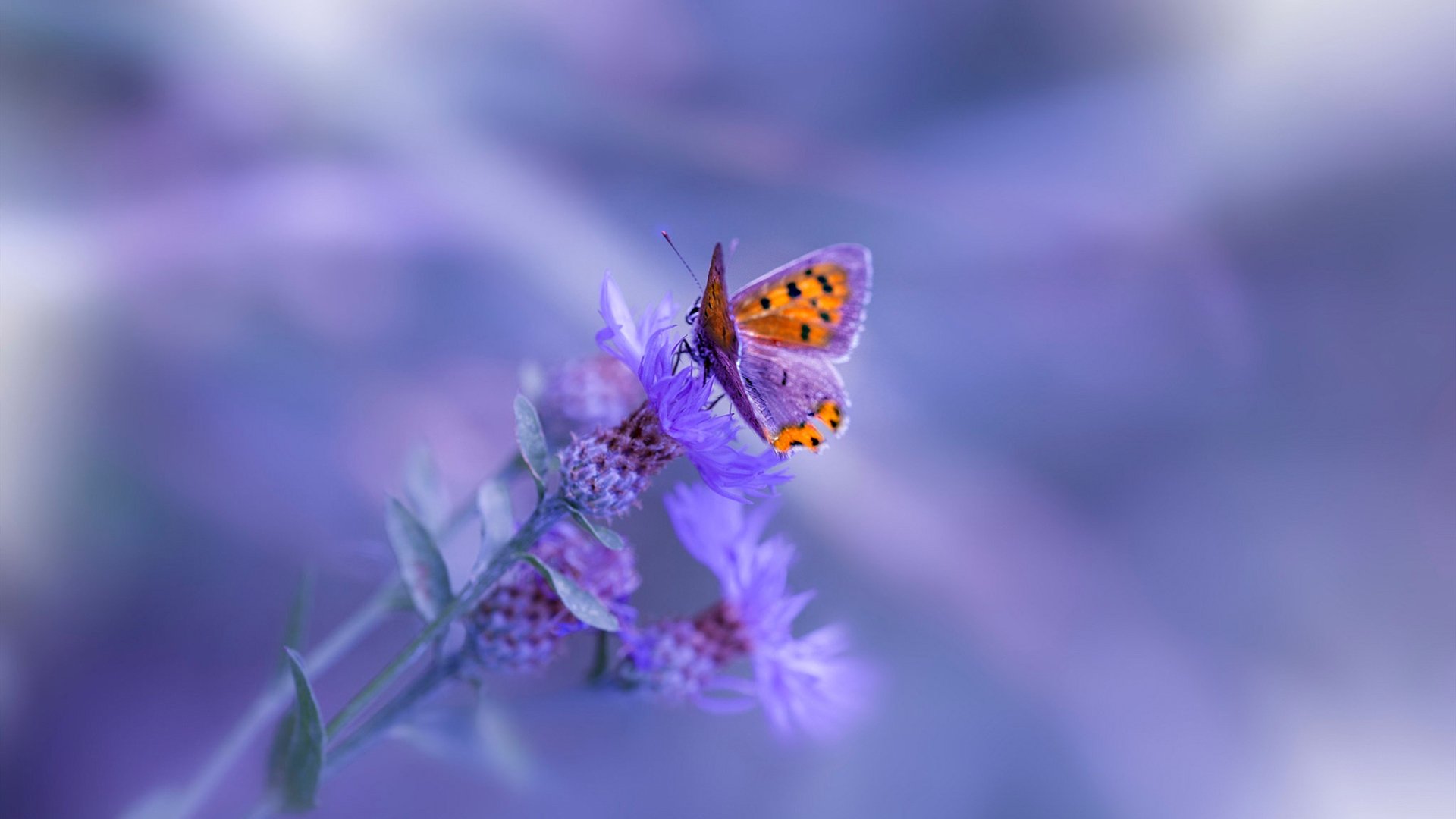 开云体育在线入口-仰泳划频技术稳定度增强，仰泳划手和呼吸的配合