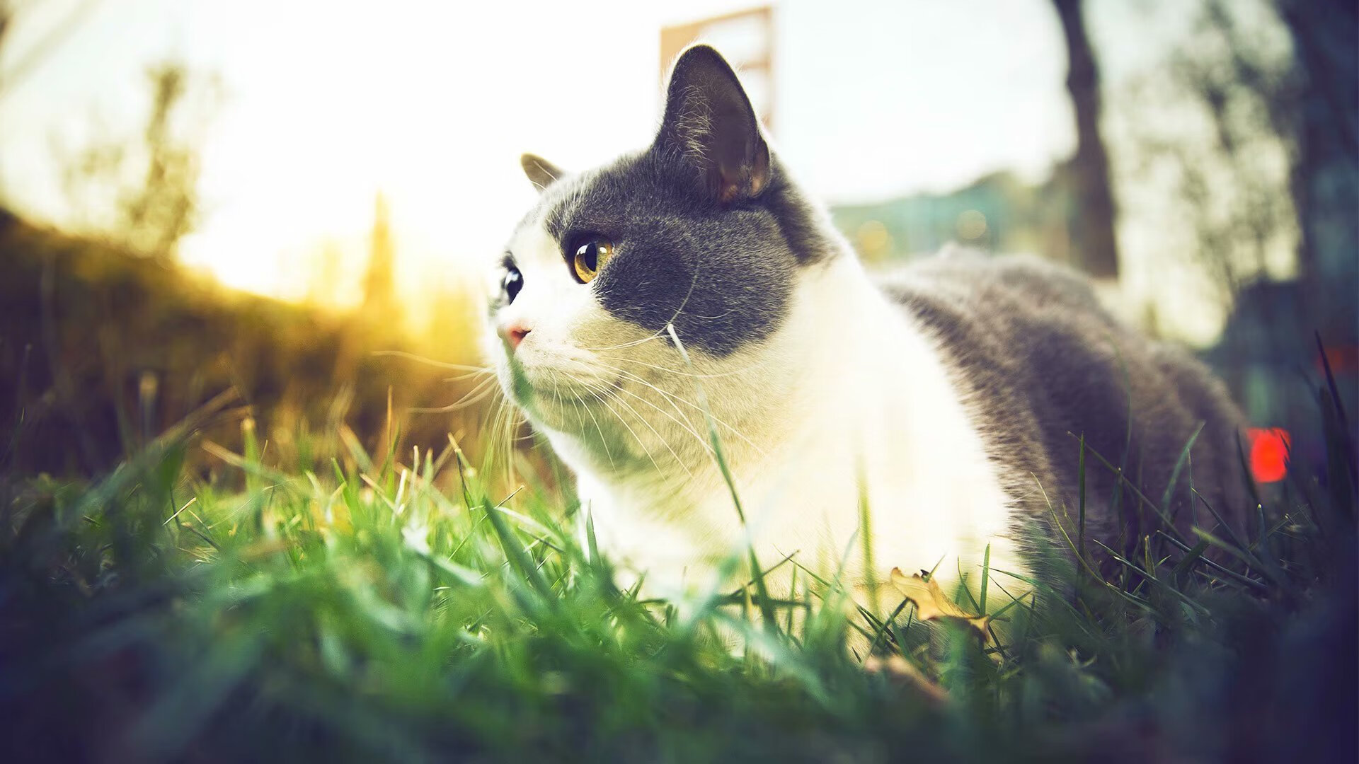 开云app-格列兹曼转投法甲，新球队期待奇迹