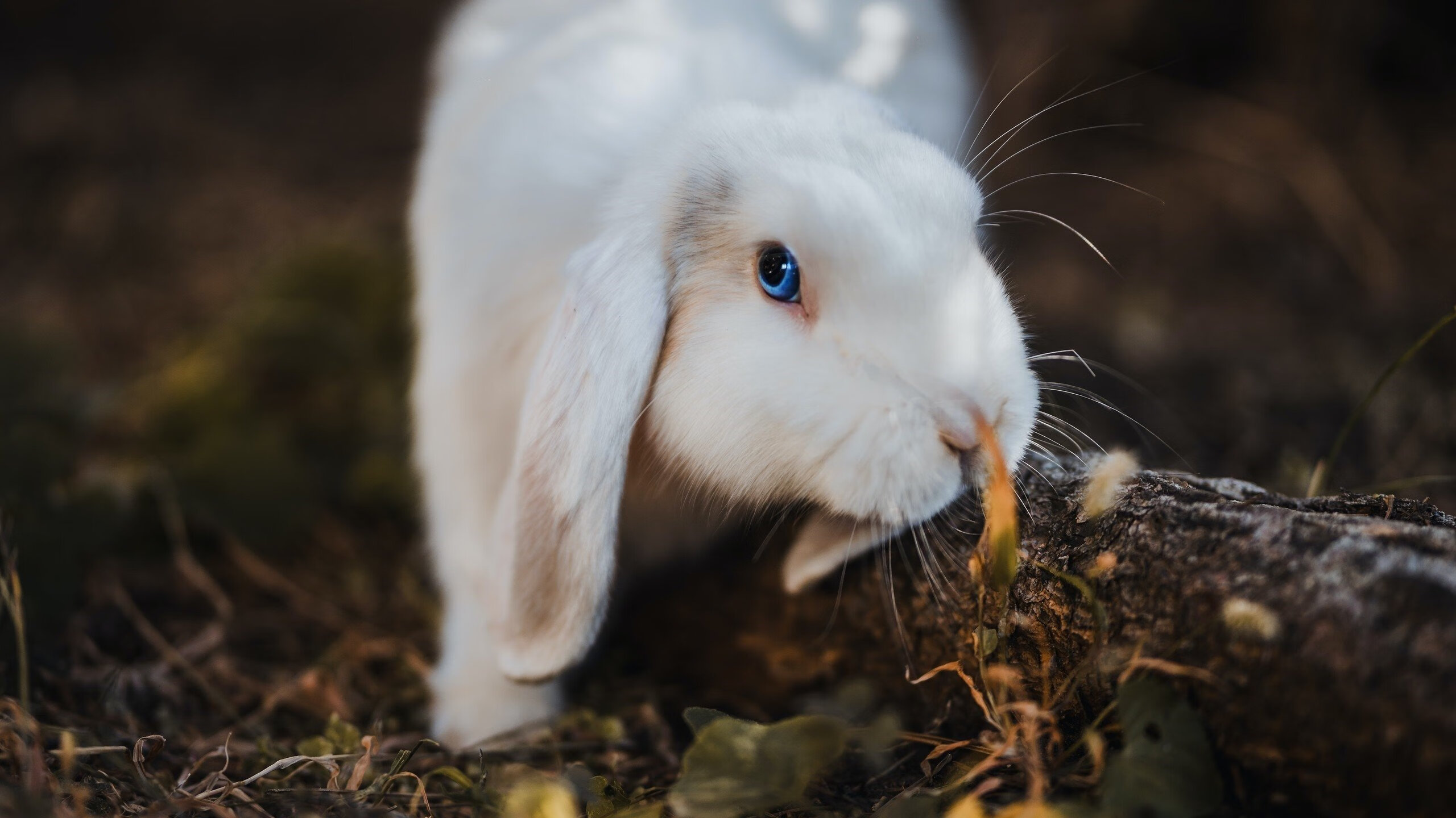 开云体育链接-梅西助力阿根廷在世界杯预选赛中稳步前行