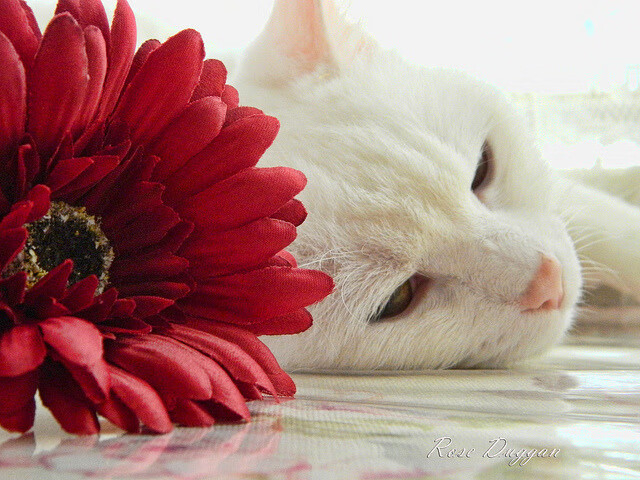 开云体育-欧洲杯决战夜：战术变革引爆火花！，欧洲杯决赛战报