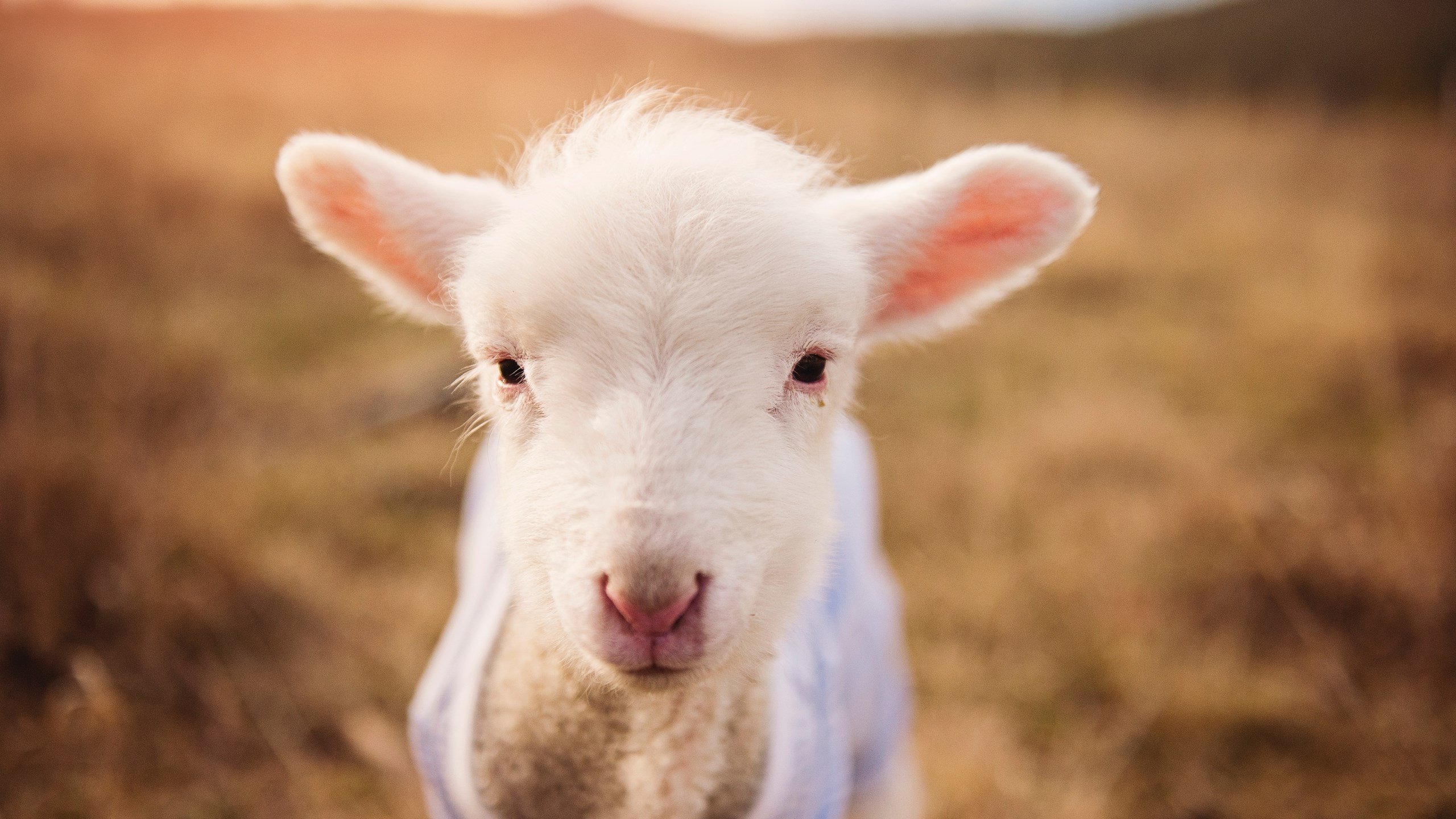 开云体育官网-皇马青训体系持续发力，新星层出不穷