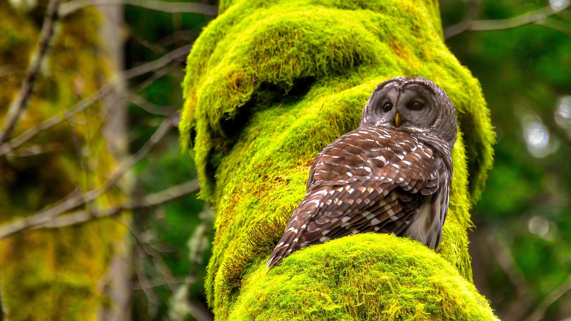 开云体育入口-美洲杯激情碰撞：个人能力与团队配合的高光时刻，美洲杯揭幕战准98db in