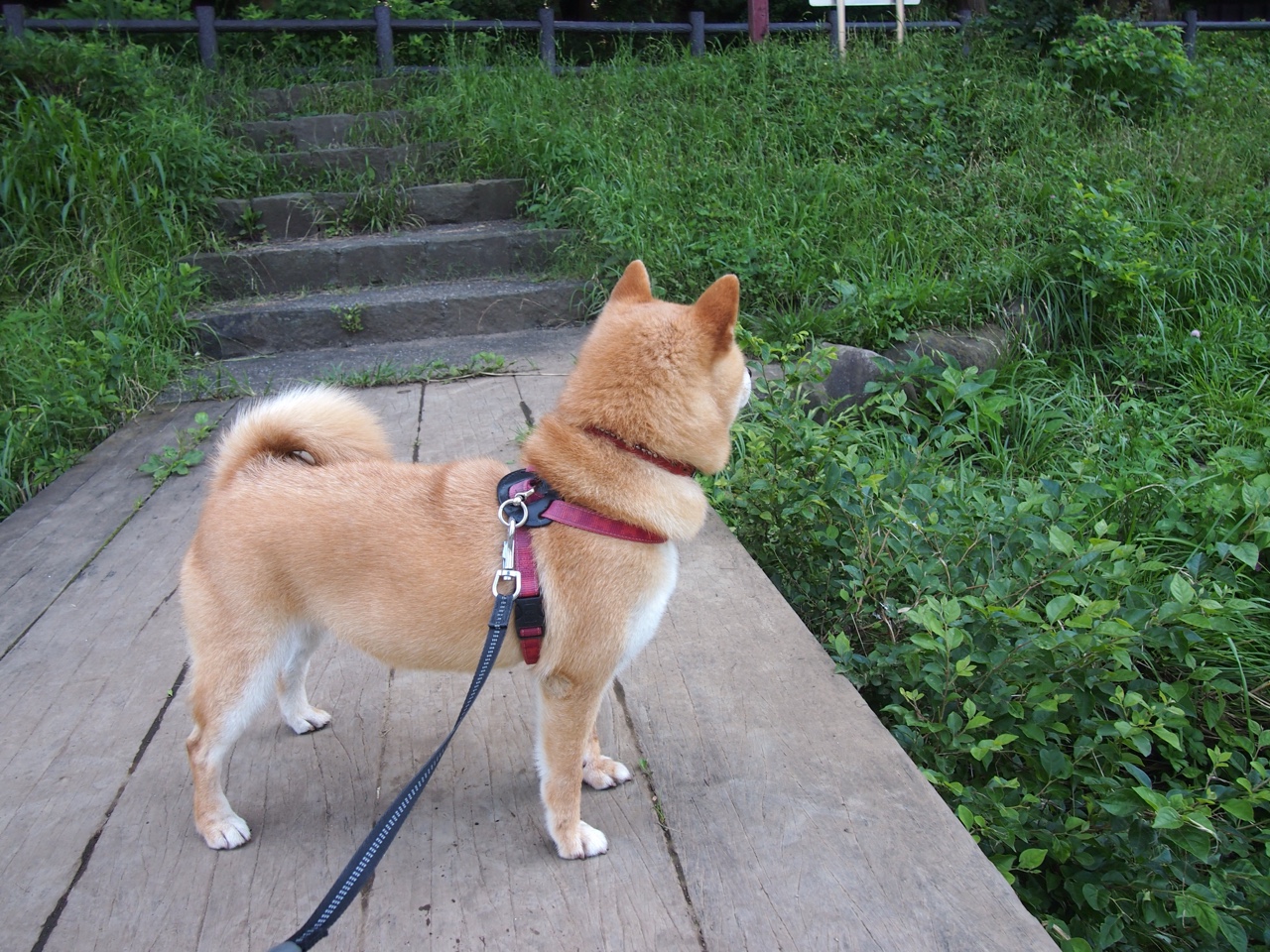 开云在线登入-苏格兰橄榄球队为打破强队垄断，采取新的战略，苏格兰球队如何